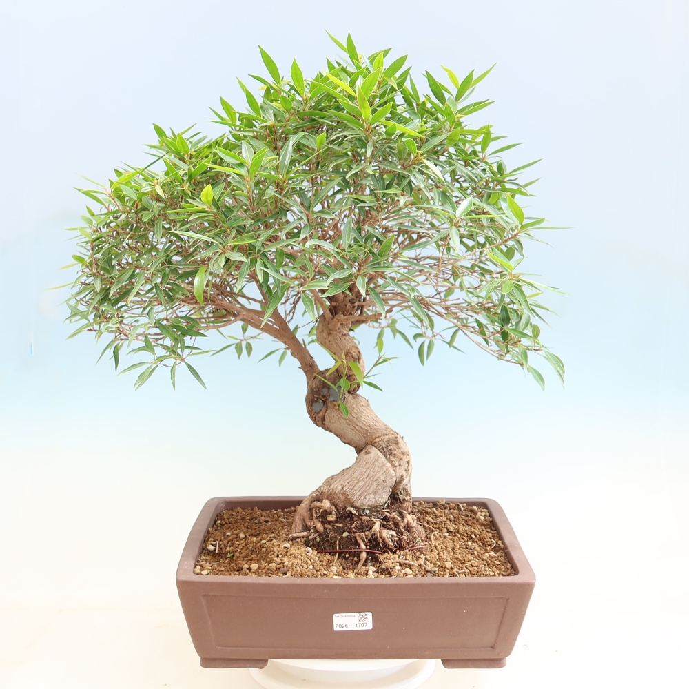Zimmerbonsai - Ficus nerifolia - Kleinblättriger Ficus