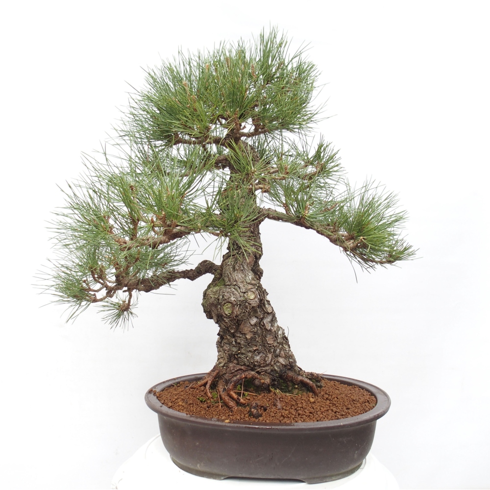 Bonsai für draußen - Pinus thunbergii - Thunberg-Kiefer