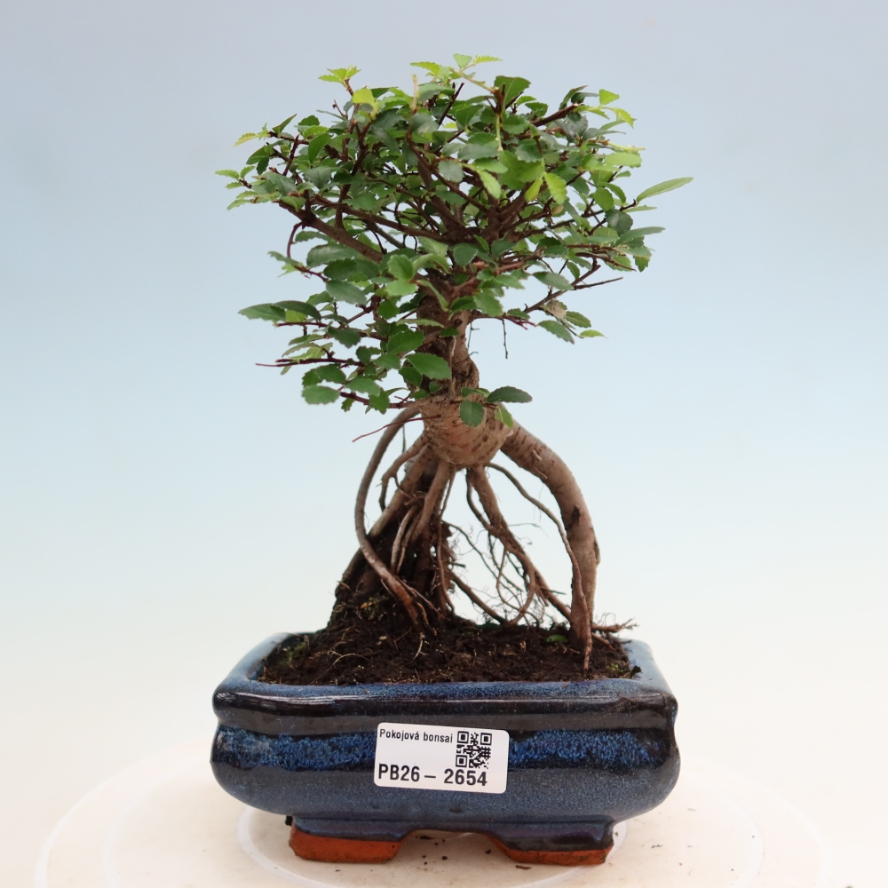 Zimmerbonsai - Ulmus parvifolia - Kleinblättrige Ulme
