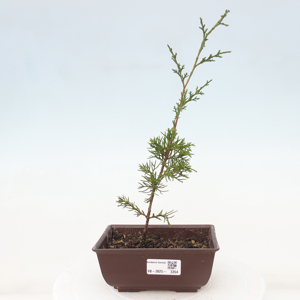 Bonsai für draußen - Juniperus chinensis Itoigawa