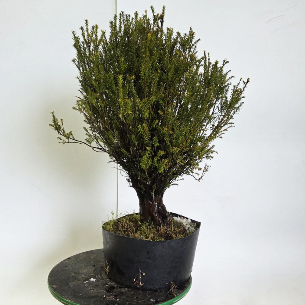 Freiland-Bonsai Japanische Eibe - Taxus cuspidata