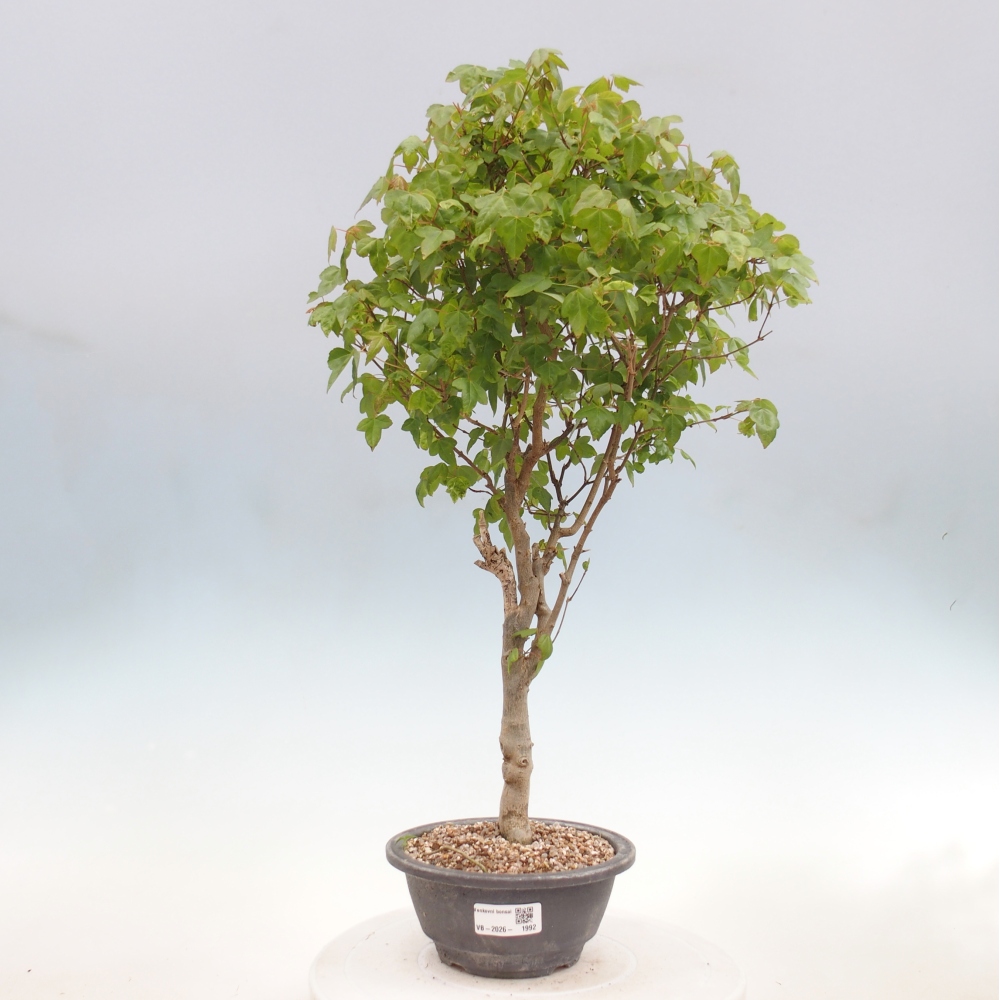 Bonsai für draußen - Acer Buergerianum - Bergahorn