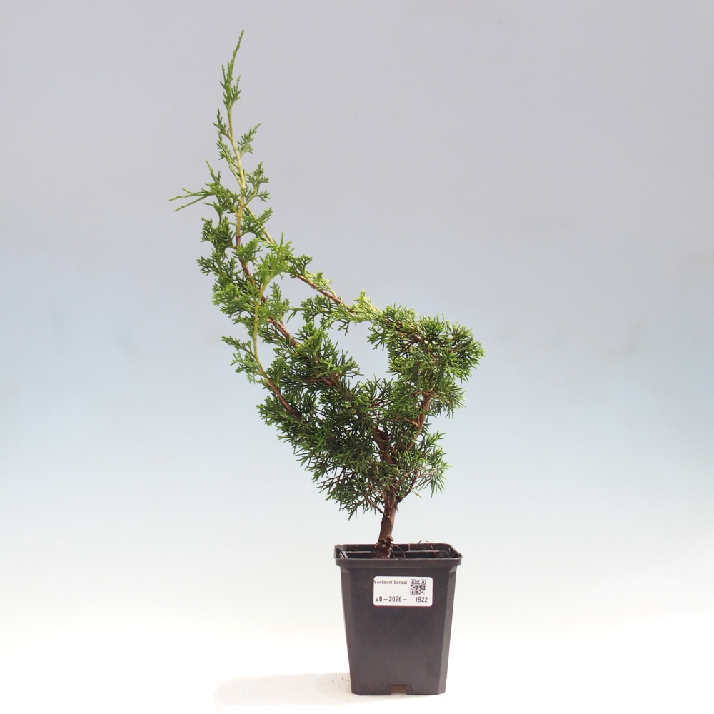 Bonsai für draußen - Juniperus chinensis Itoigawa