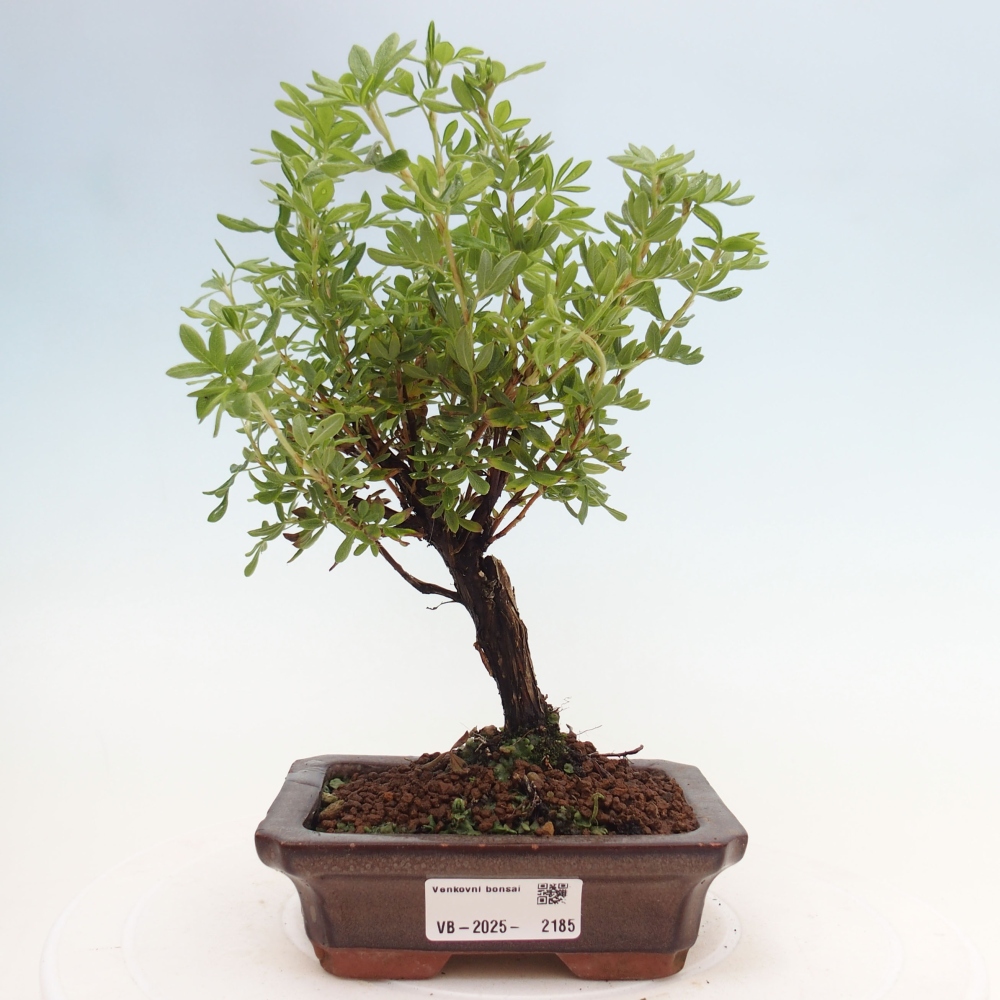 Bonsai für draußen - Potentila fruticosa gelber Vogel