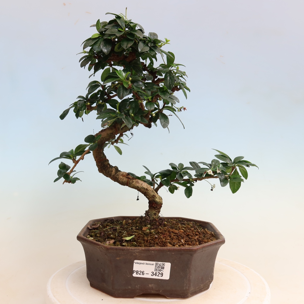 Zimmer-Bonsai - Carmona macrophylla - Tee-Fuki
