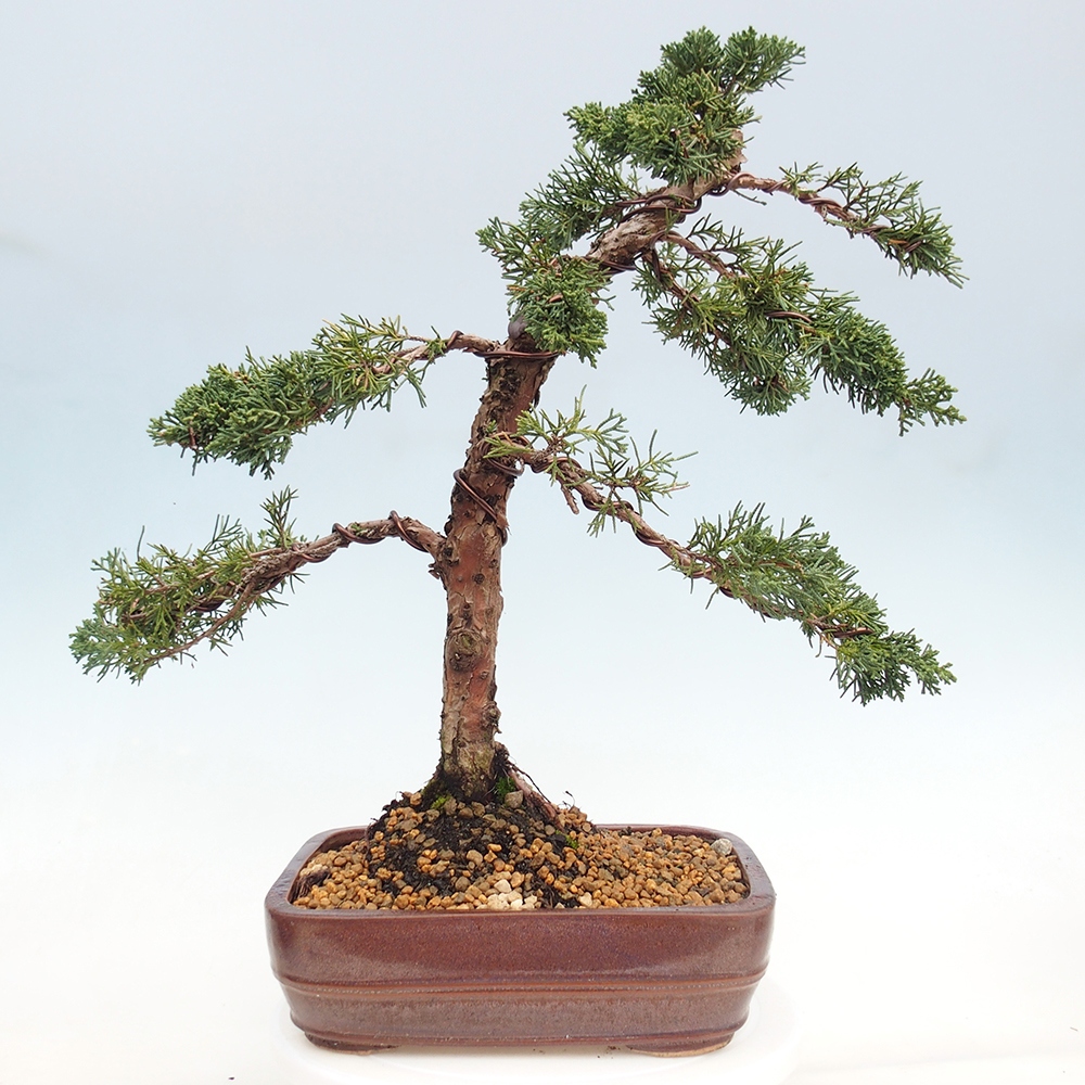 Bonsai für draußen - Juniperus chinensis Kishu