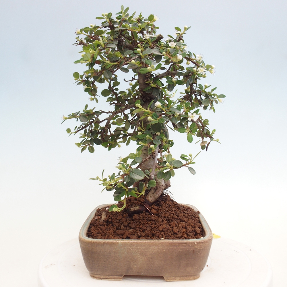 Freiland-Bonsai-Cotoneaster dammeri - Damer's Rock