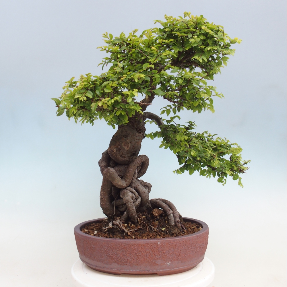 Bonsai für draußen - Ulmus parvifolia Hokkaido - Chinesische Ulme