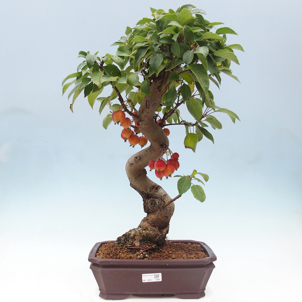 Outdoor-Bonsai -Malus halliana - Kleinfrüchtiger Apfelbaum