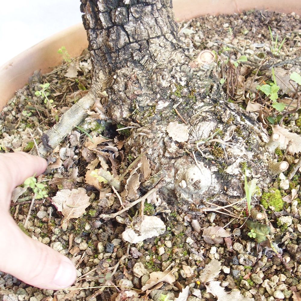 Außenbonsai Quercus Cerris - Eiche Cer