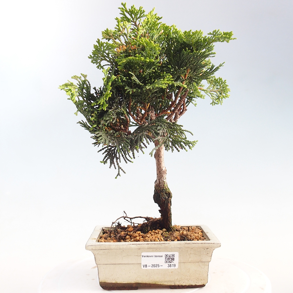 Bonsai für draußen - Cham.pis obtusa Nana Gracilis - Zypresse