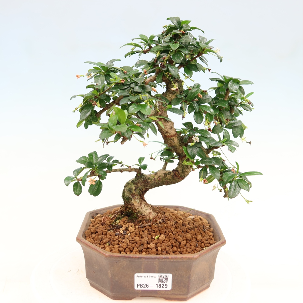 Zimmer-Bonsai - Carmona macrophylla - Tee-Fuki
