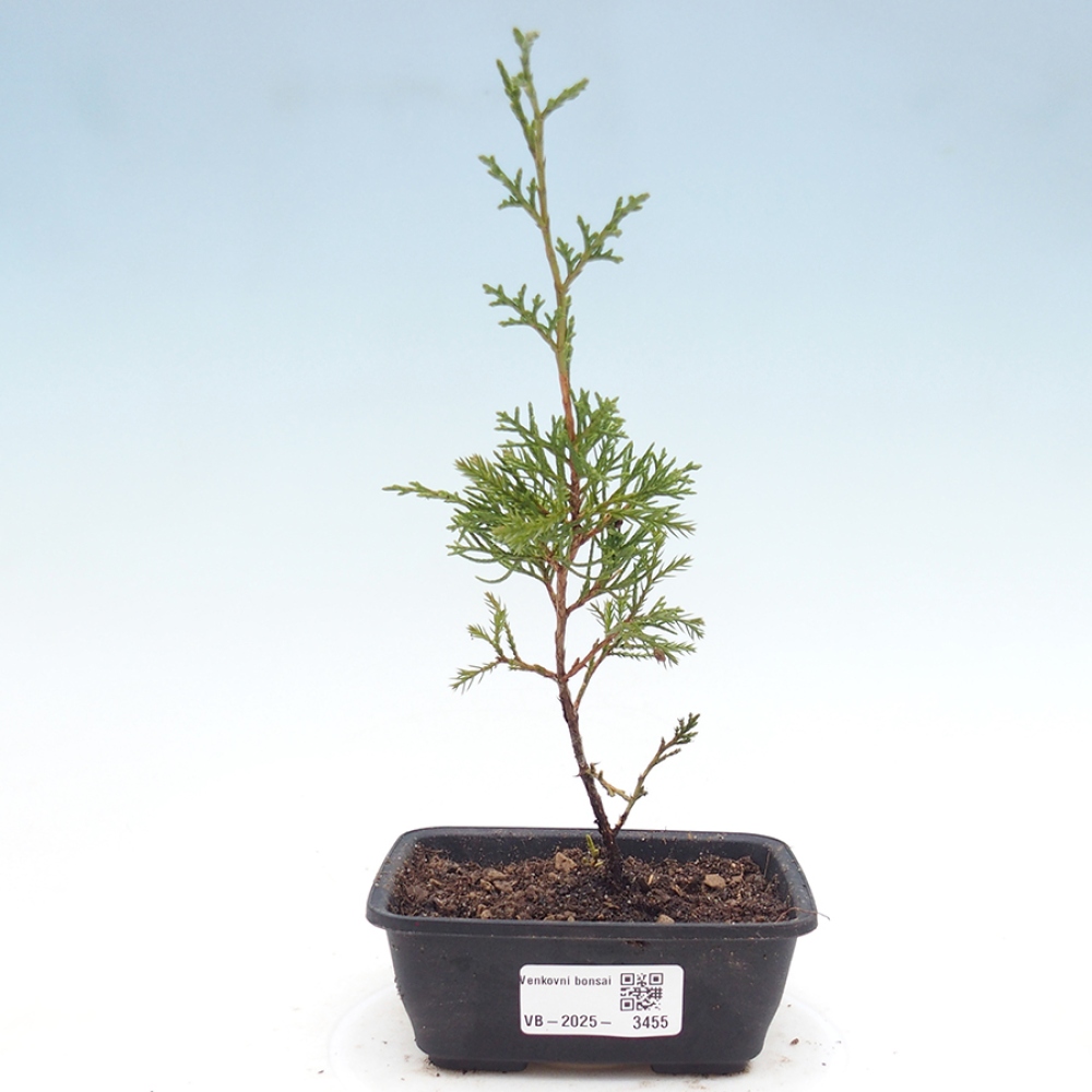 Bonsai für draußen - Juniperus chinensis Itoigawa