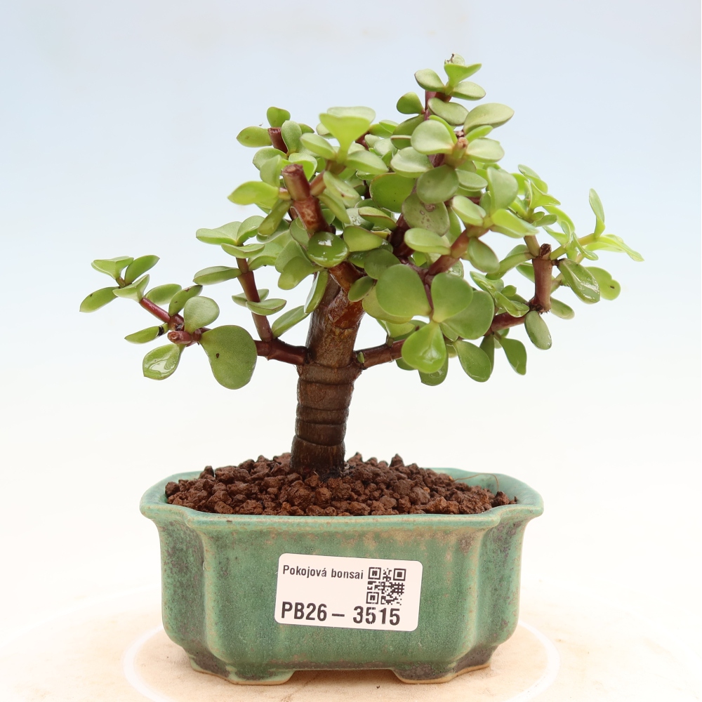 Zimmer Bonsai - Portulakaria Afra - Tlustice