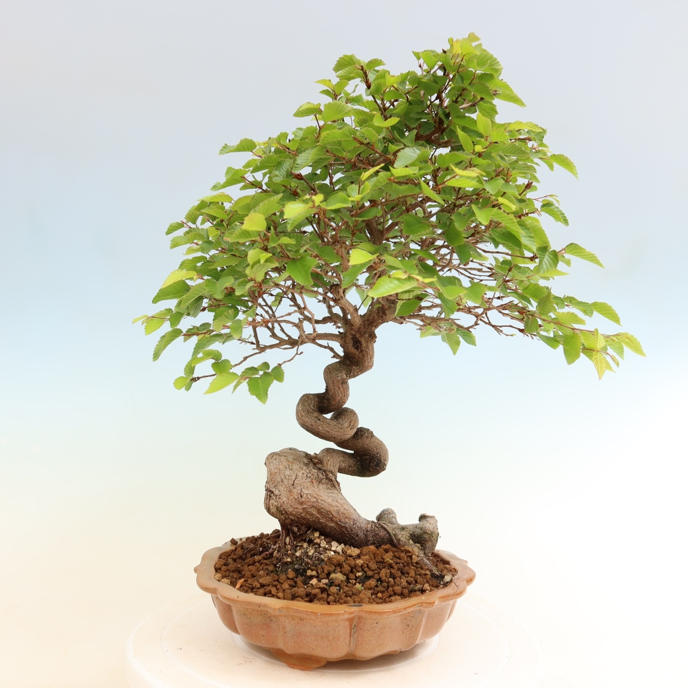 Bonsai für draußen - Karpinus Coreana - Koreanische Hainbuche