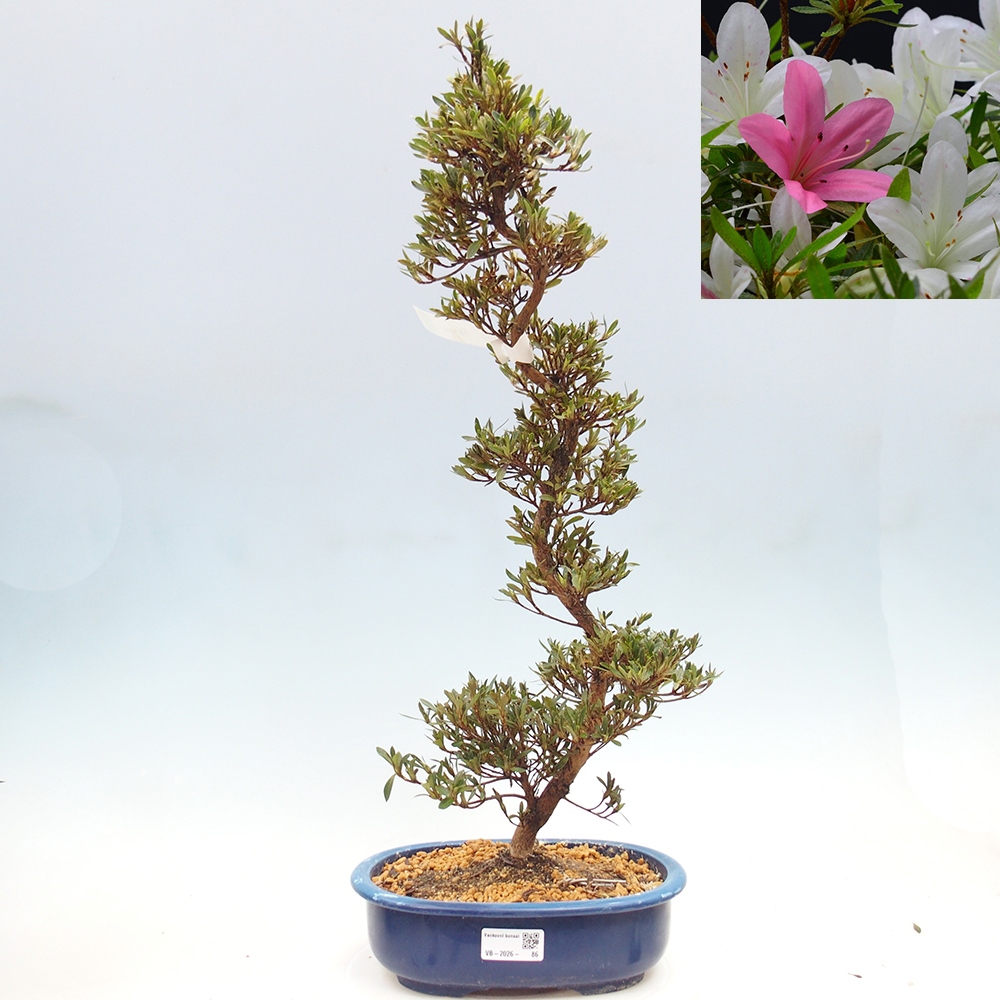Bonsai für draußen - Japanische Azalee - Azalea Hakurin
