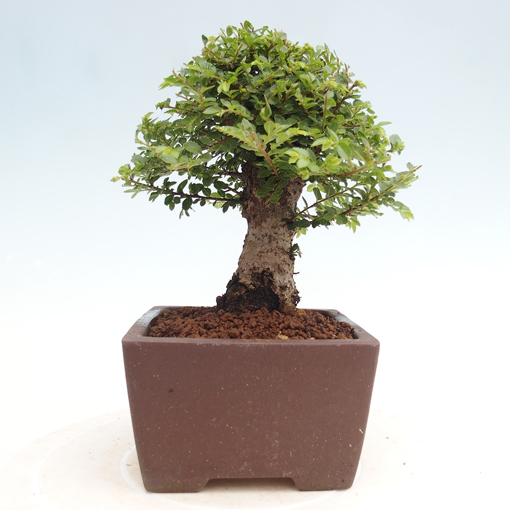 Bonsai für draußen - Ulmus parvifolia Hokkaido - Chinesische Ulme