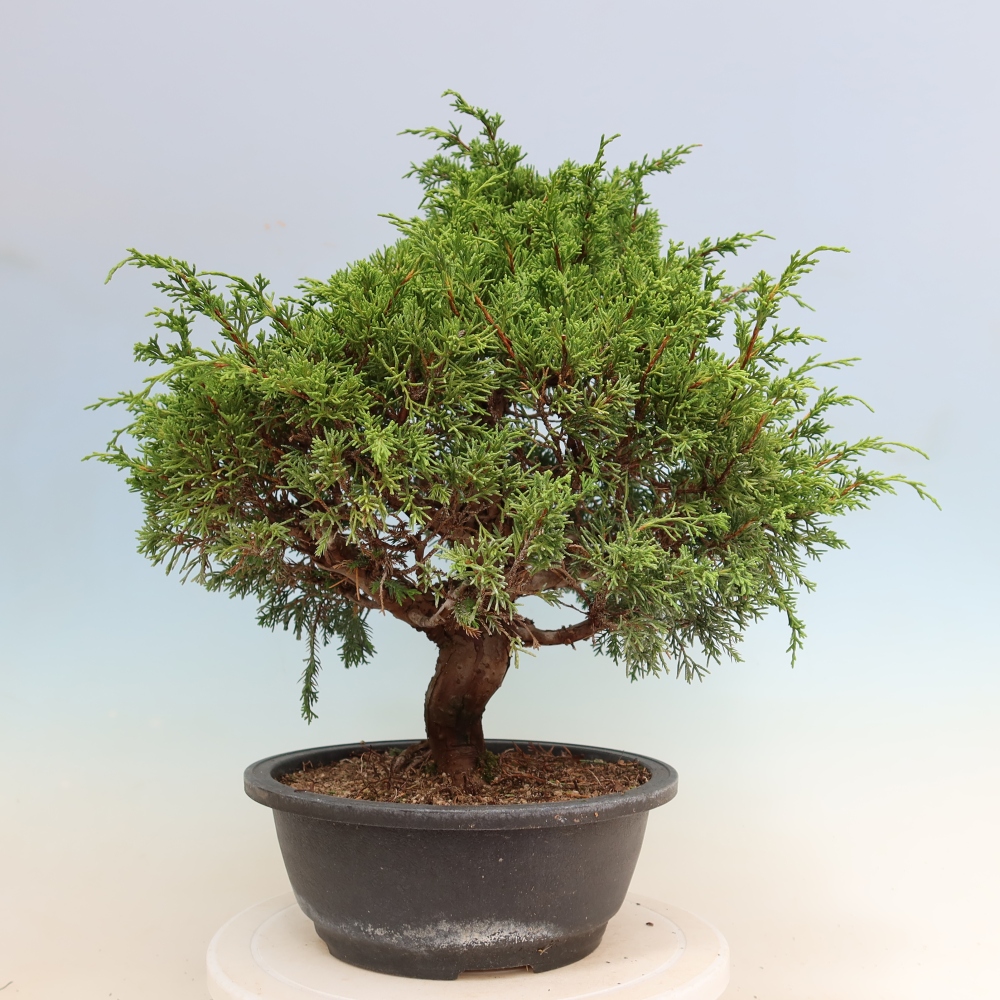 Bonsai für draußen - Juniperus chinensis Itoigawa-Juniperus chinensis