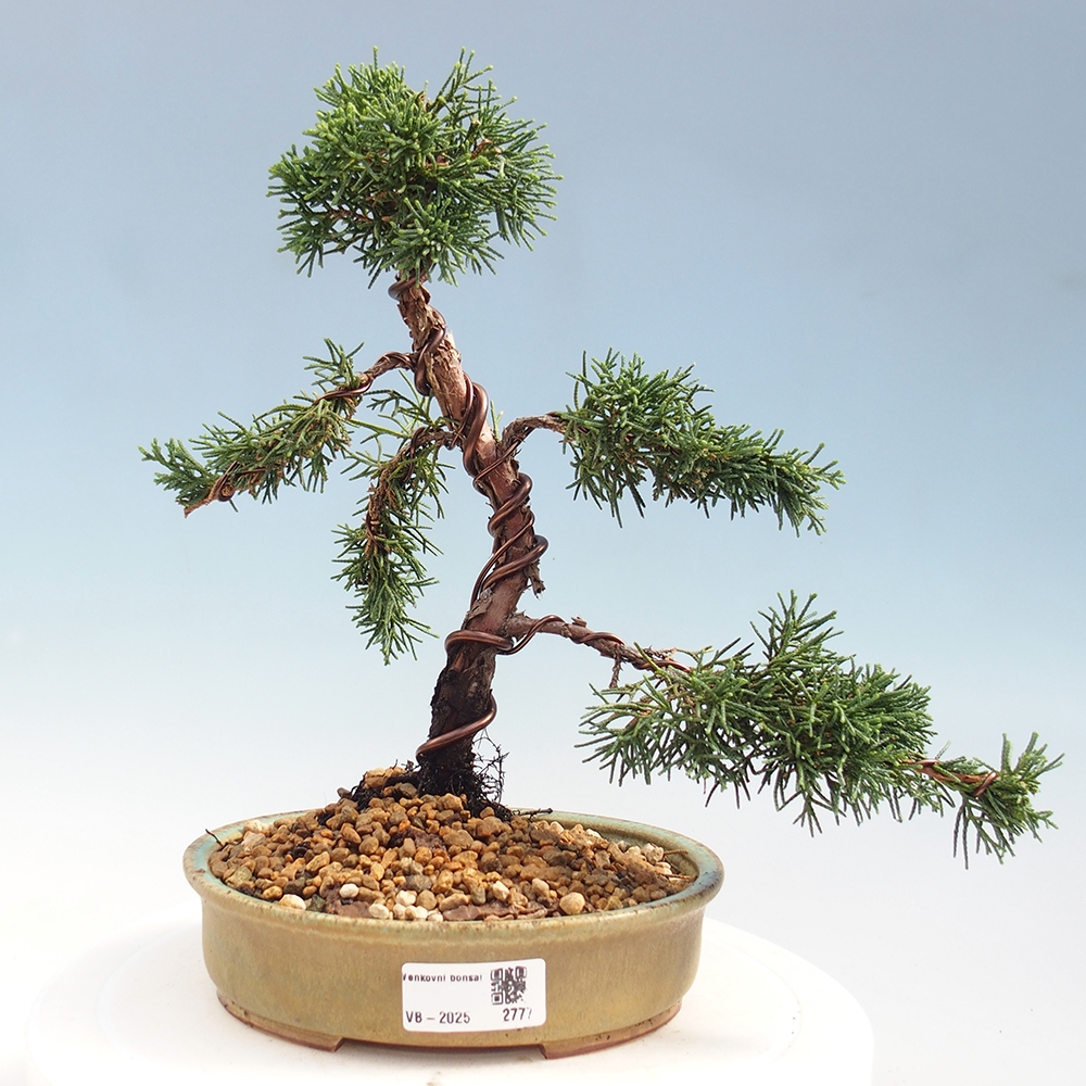 Bonsai für draußen - Juniperus chinensis Kishu