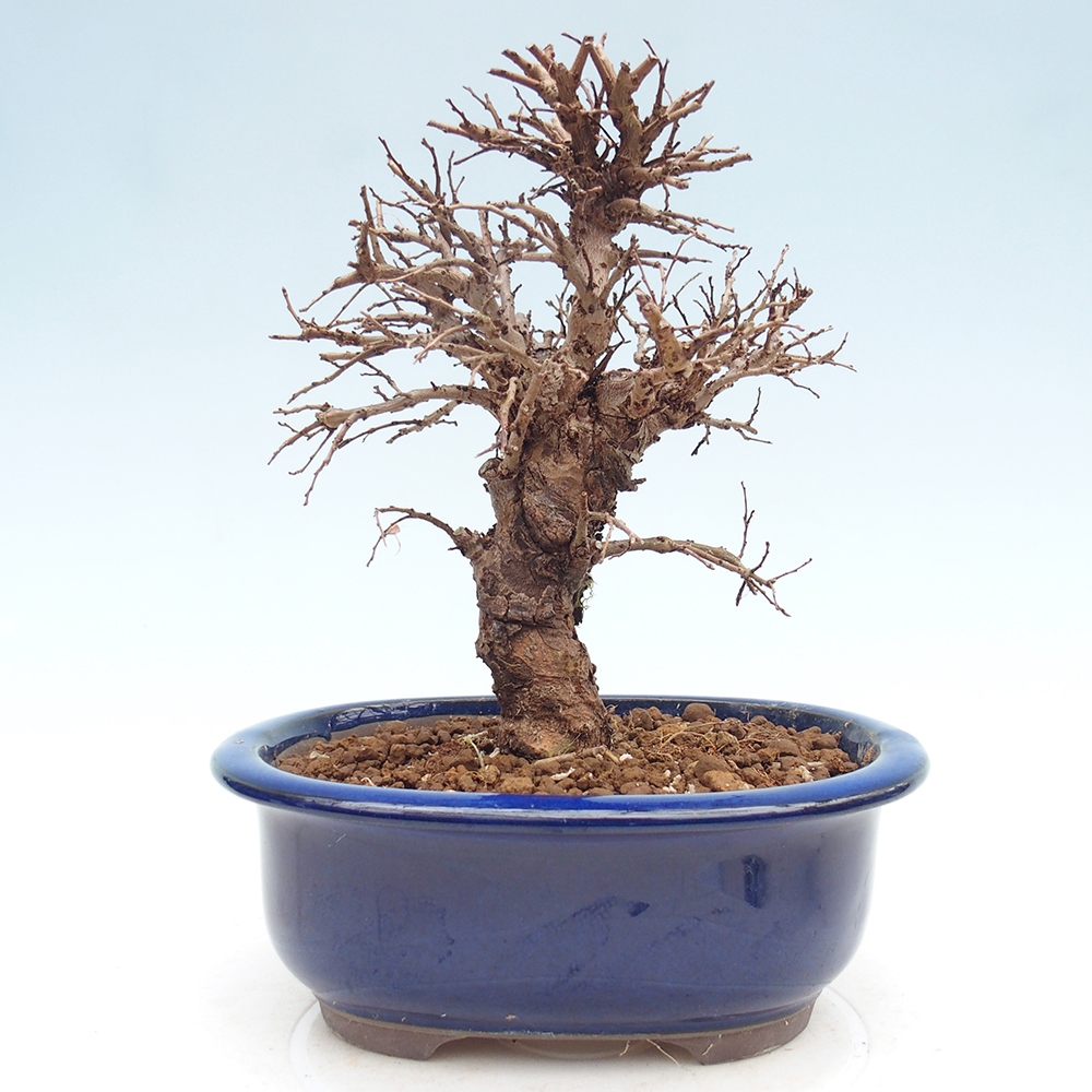 Bonsai für draußen - Zelkova - Zelkova NIRE