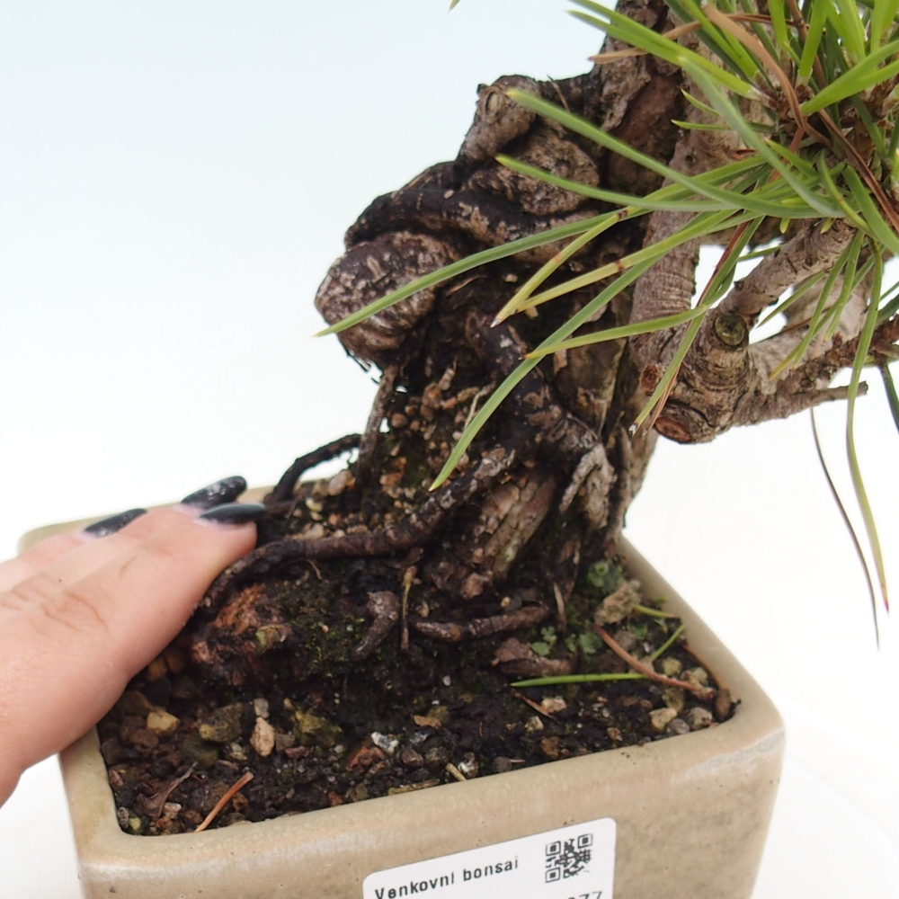 Bonsai für draußen - Pinus thunbergii - Thunberg-Kiefer