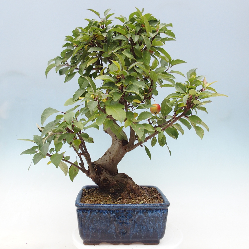Outdoor-Bonsai -Malus halliana - Kleinfrüchtiger Apfelbaum