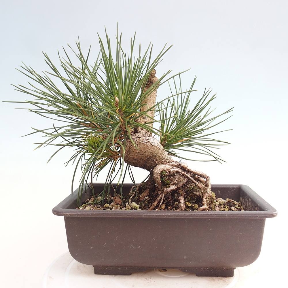 Bonsai für draußen - Pinus thunbergii - Thunberg-Kiefer