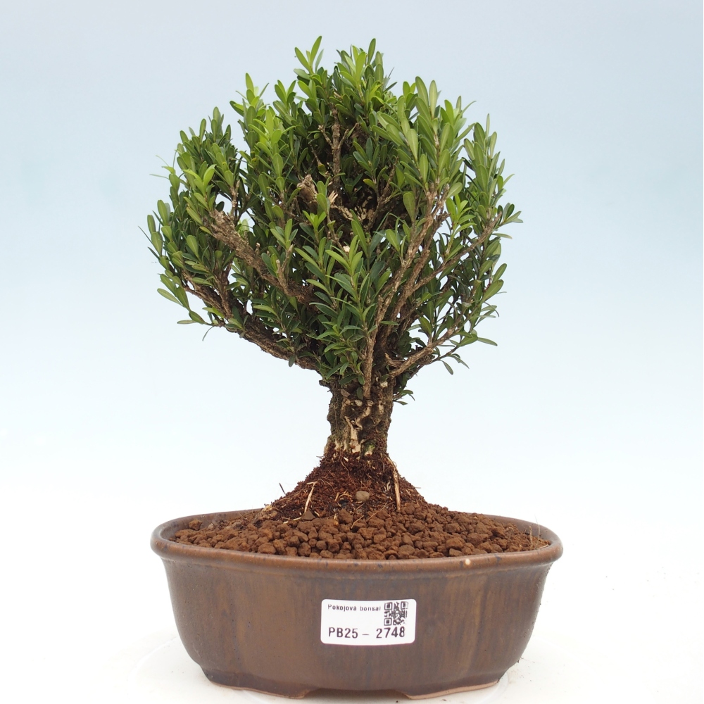 Zimmer Bonsai - Buxus harlandii - Korkbuxus