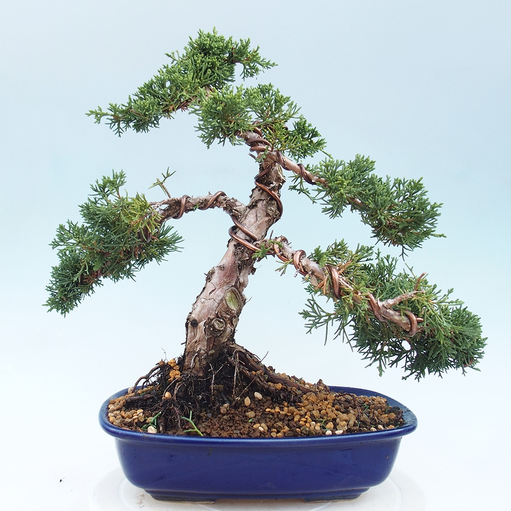 Bonsai für draußen - Juniperus chinensis Kishu