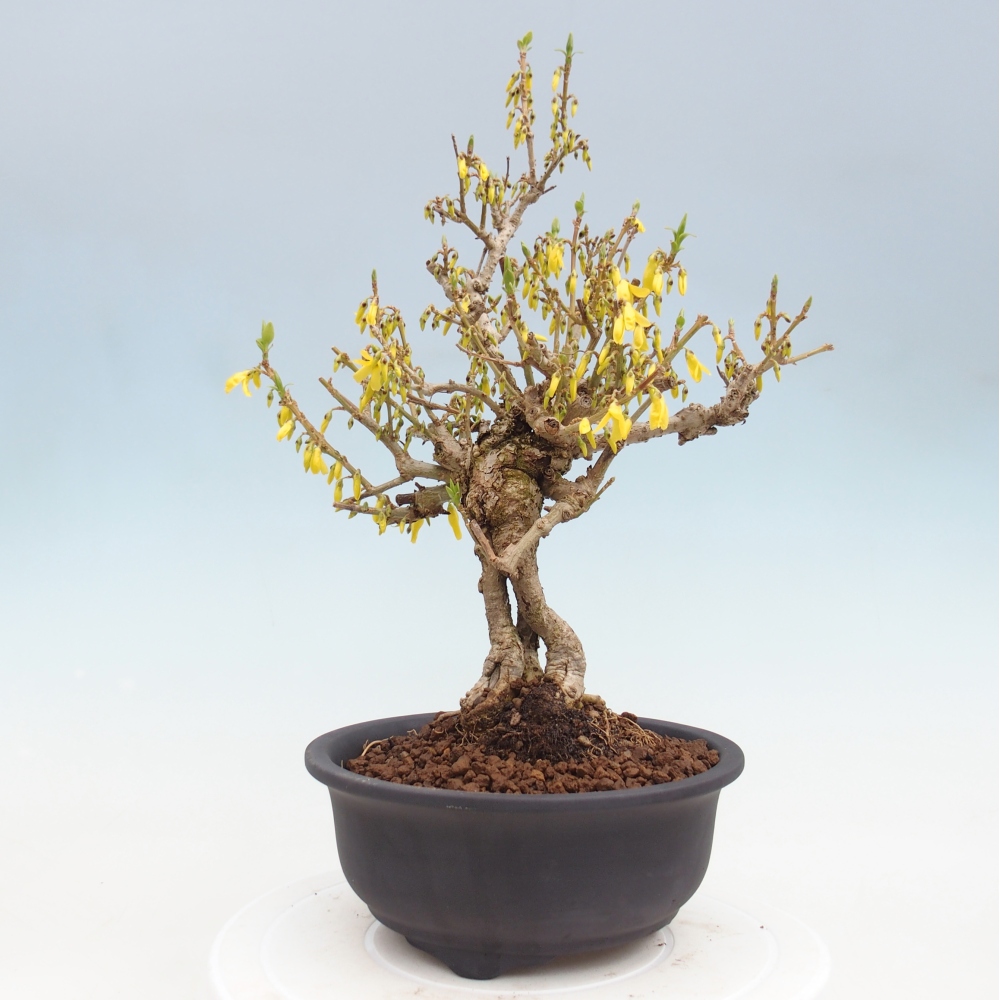 Bonsai für draußen - Zlatice - Forsythia koreana