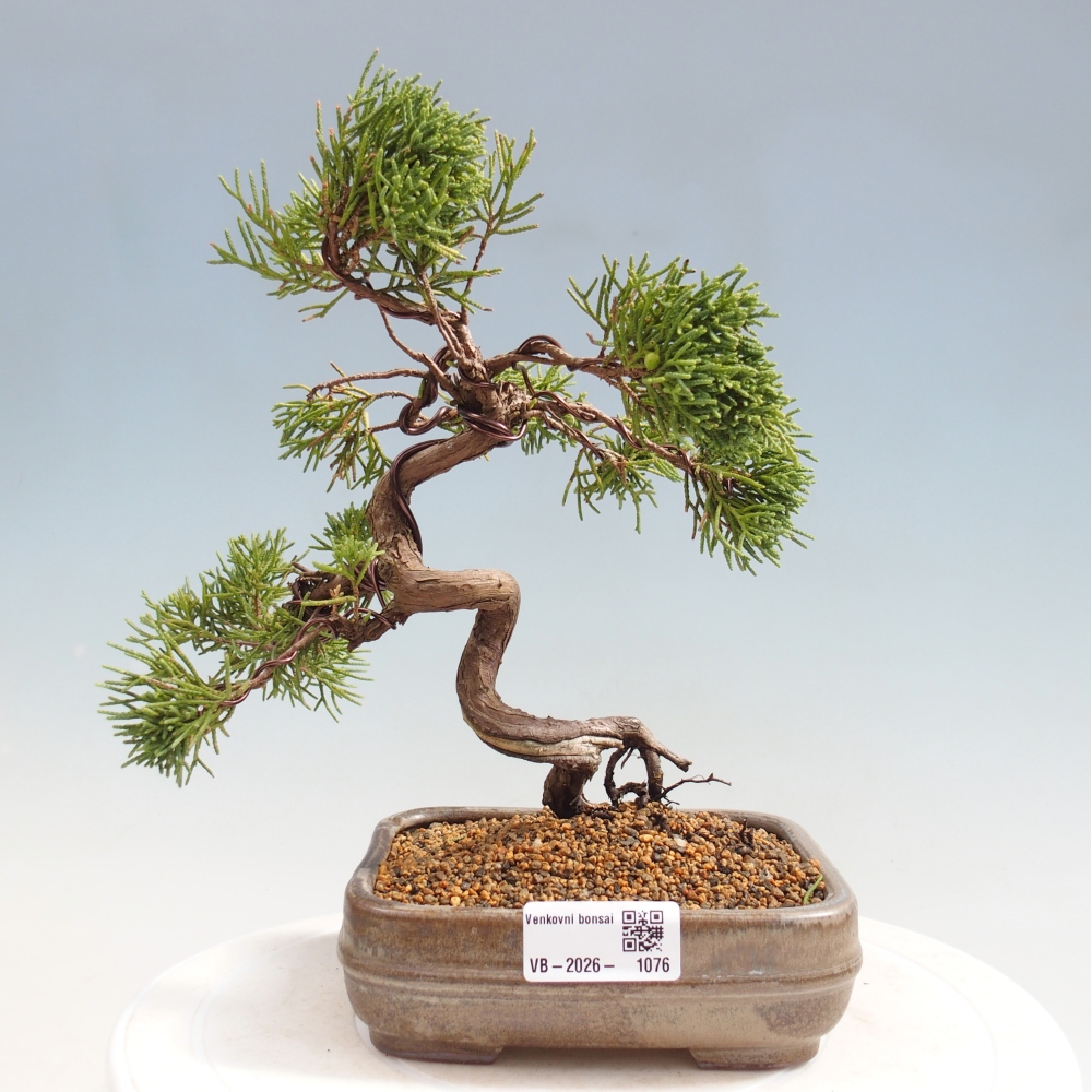 Bonsai für draußen - Juniperus chinensis Kishu