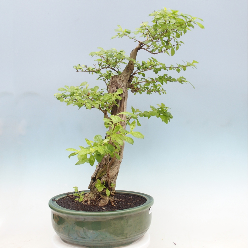 Zimmerbonsai - Duranta erecta Aurea - NUR PERSÖNLICHE ABHOLUNG oder Palettentransport