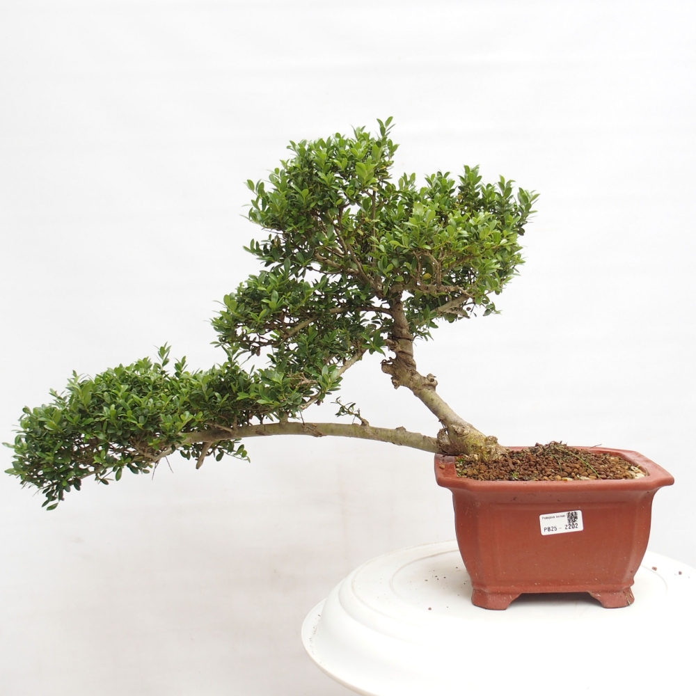 Zimmer Bonsai - Ilex crenata - Stechpalme