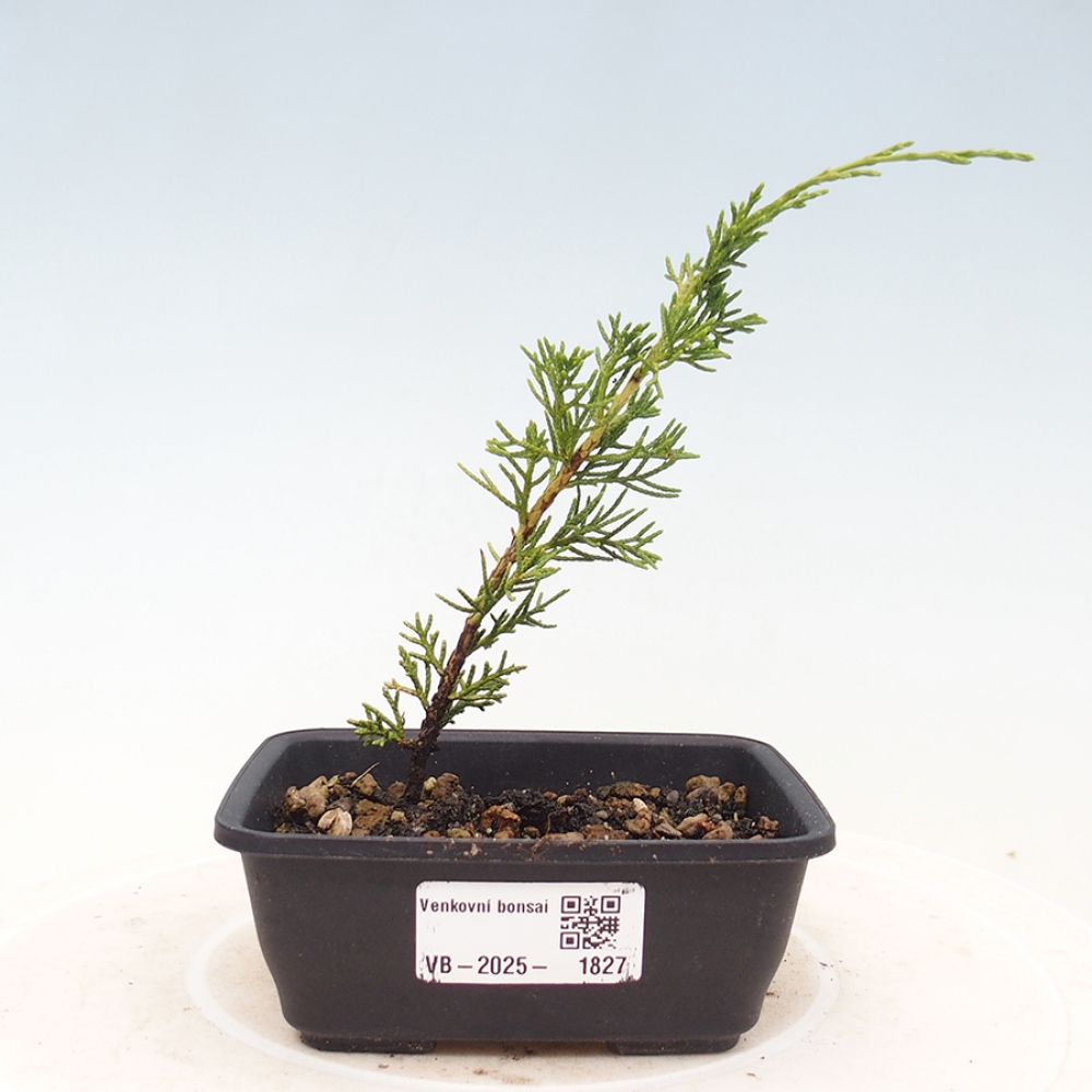 Bonsai für draußen - Juniperus chinensis Itoigawa