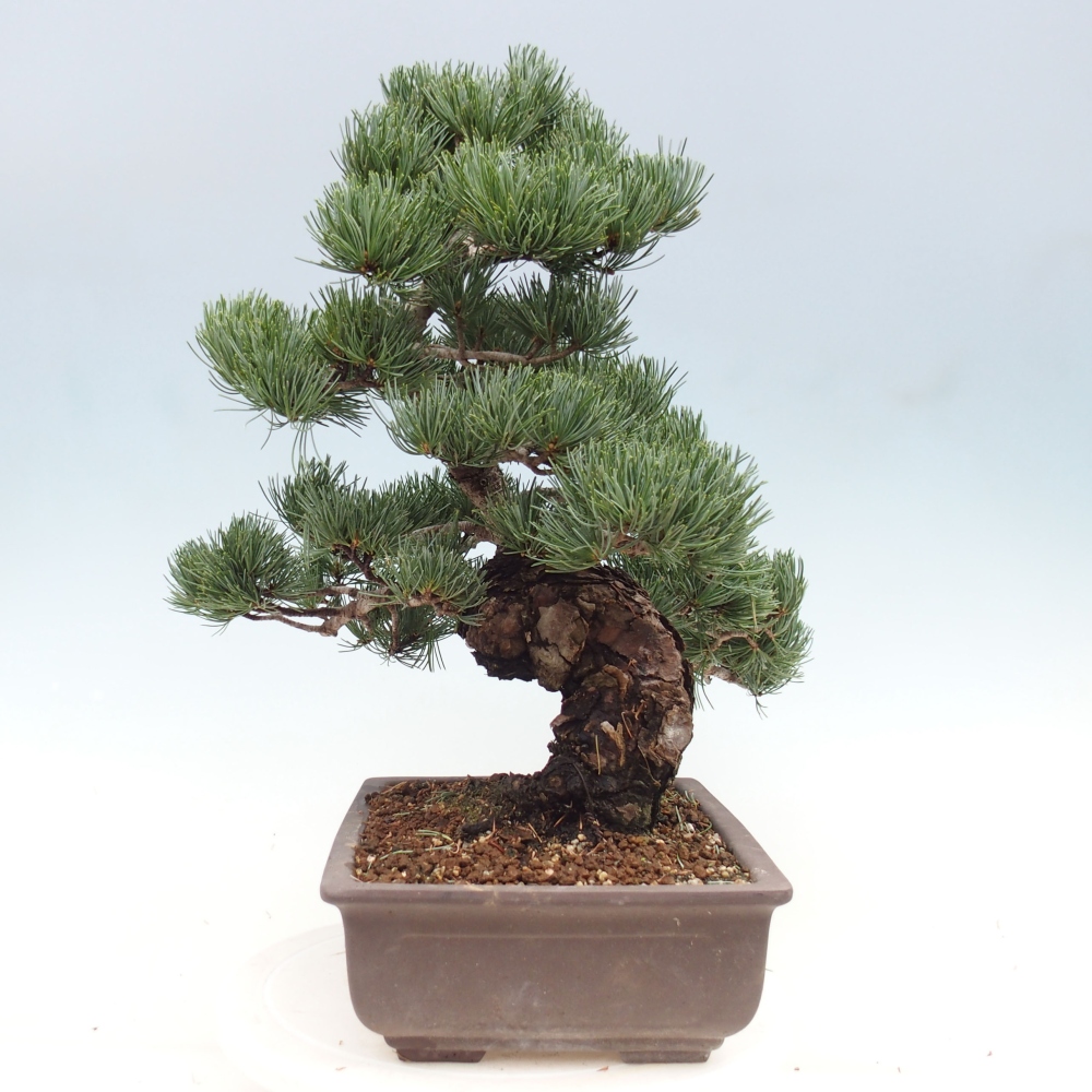 Bonsai für draußen - Pinus parviflora - Pinus parviflora