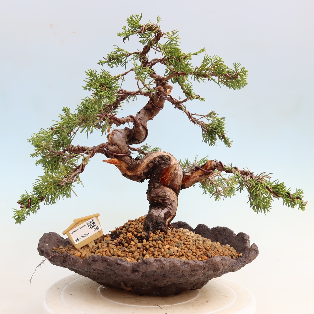 Bonsai für draußen - Juniperus chinensis Itoigawa-Juniperus chinensis