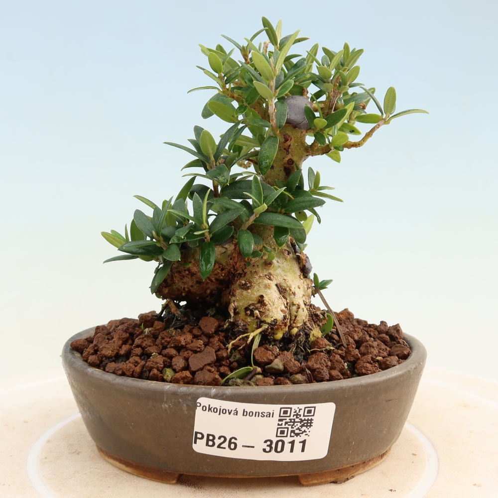 Zimmerbonsai - Olea europaea sylvestris