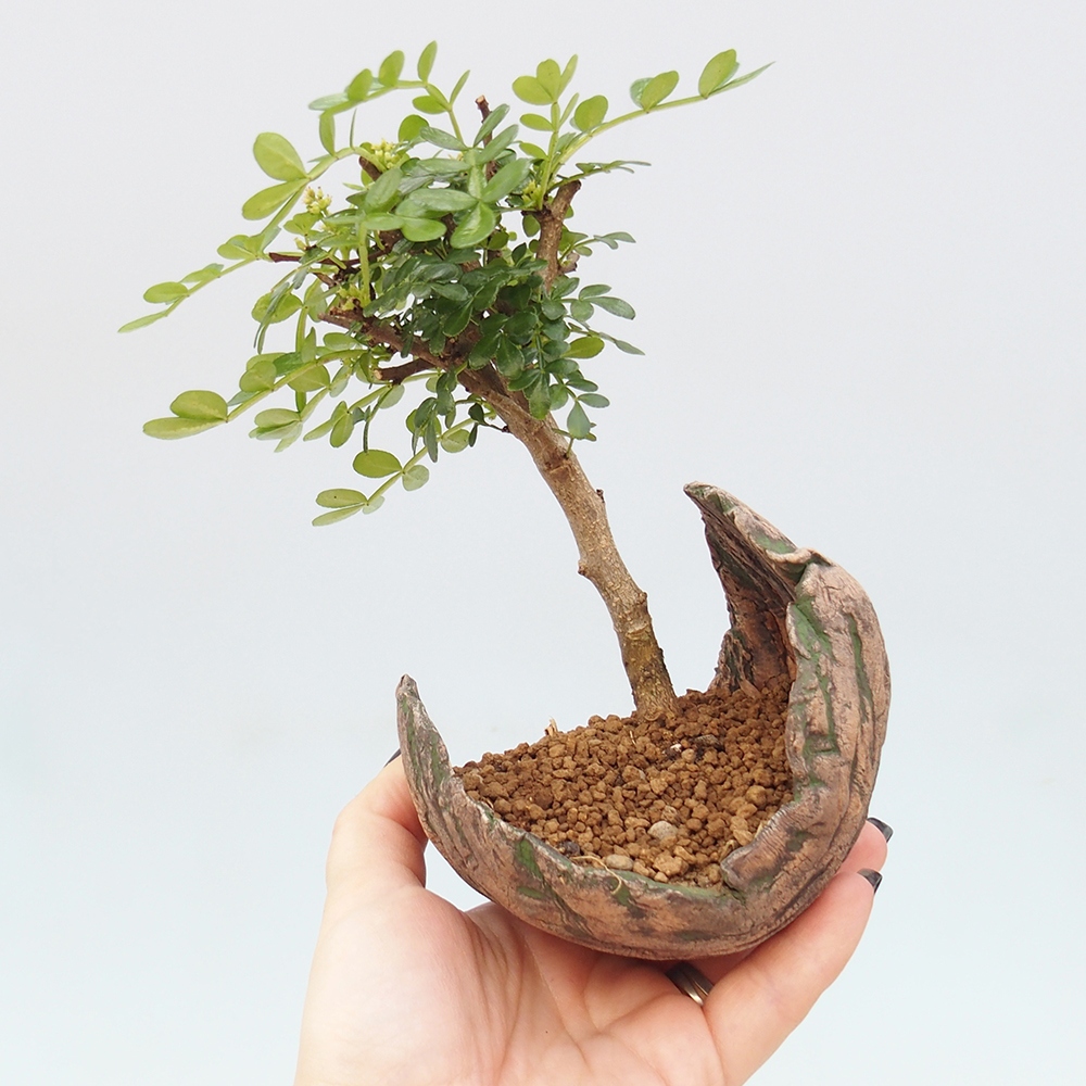 Zimmer Bonsai - Zantoxylum piperitum - Pfefferbaum