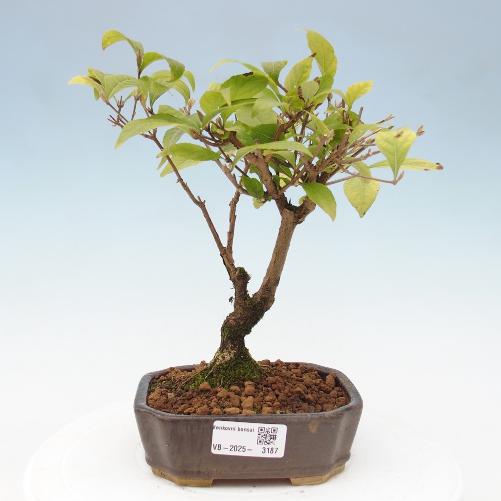 Bonsai für draußen - Callicarpa japonica