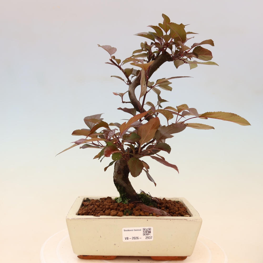 Outdoor-Bonsai -Malus domestica - Kleinfrüchtiger rotblättriger Apfelbaum