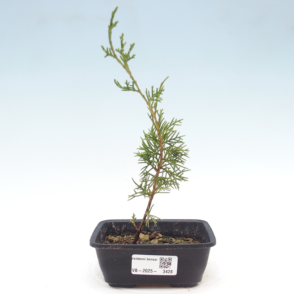 Bonsai für draußen - Juniperus chinensis Itoigawa