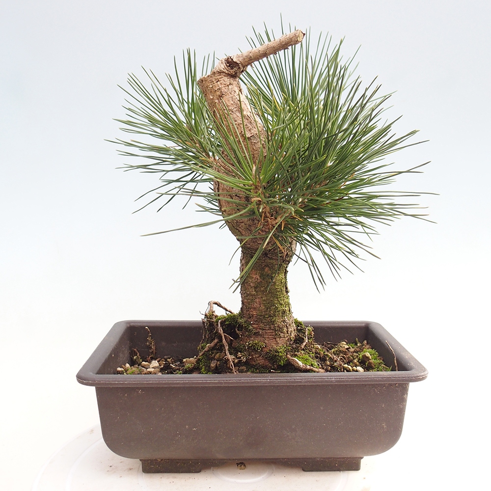 Bonsai für draußen - Pinus thunbergii - Thunberg-Kiefer