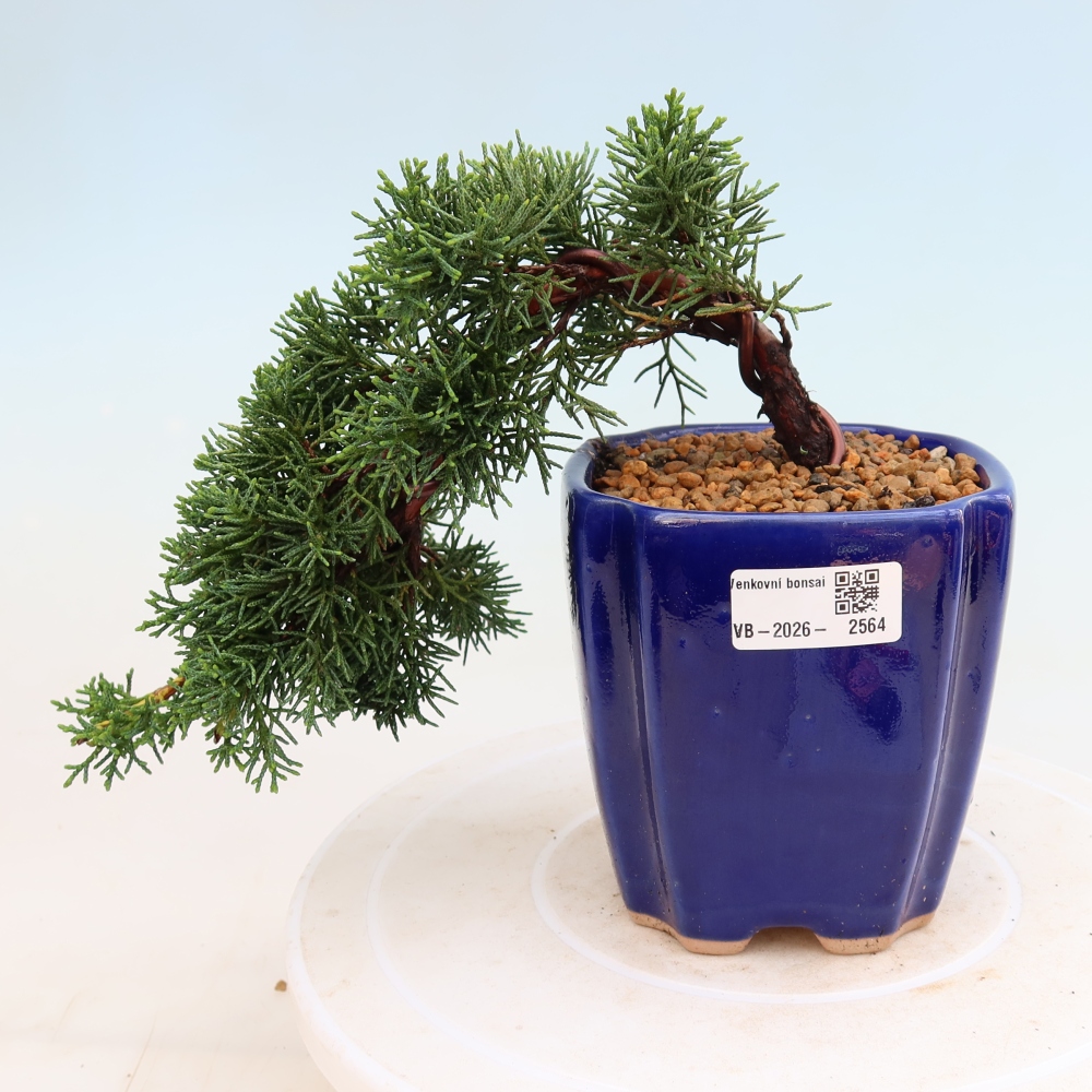 Bonsai für draußen - Juniperus chinensis Kishu