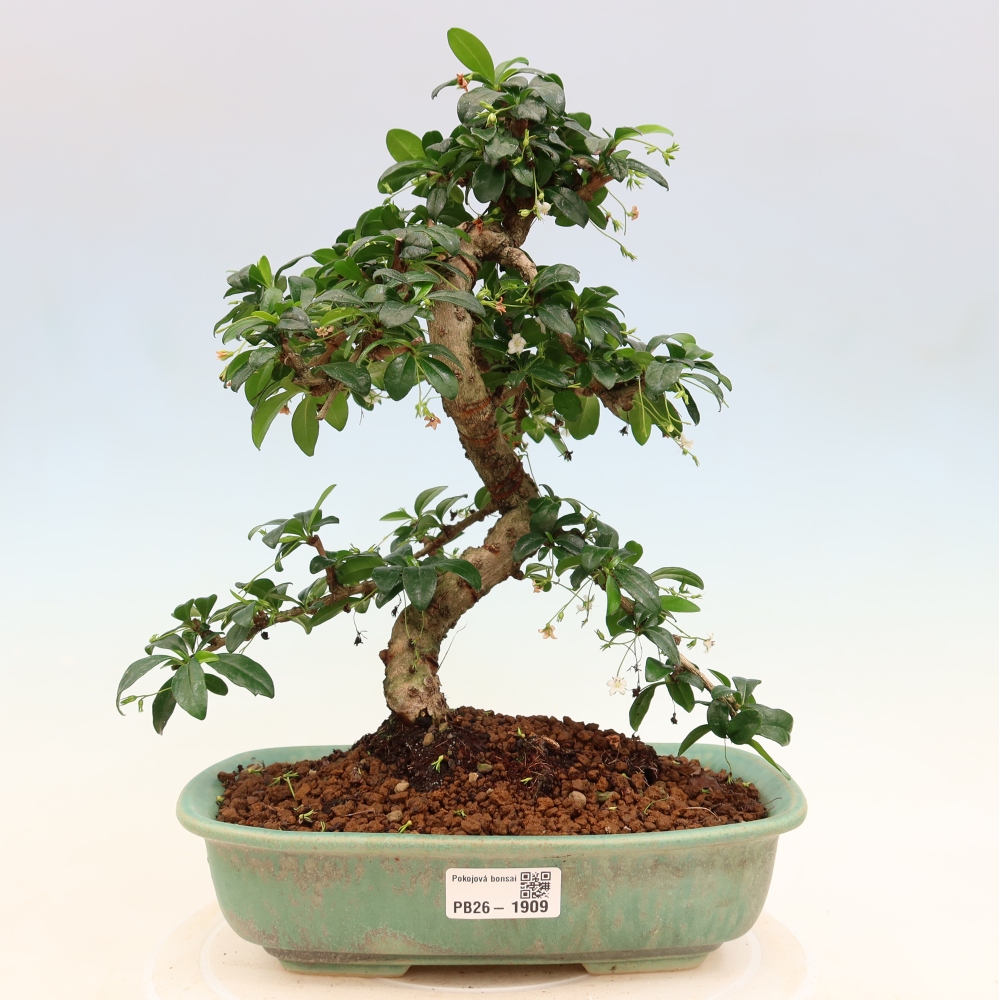 Zimmer-Bonsai - Carmona macrophylla - Tee-Fuki