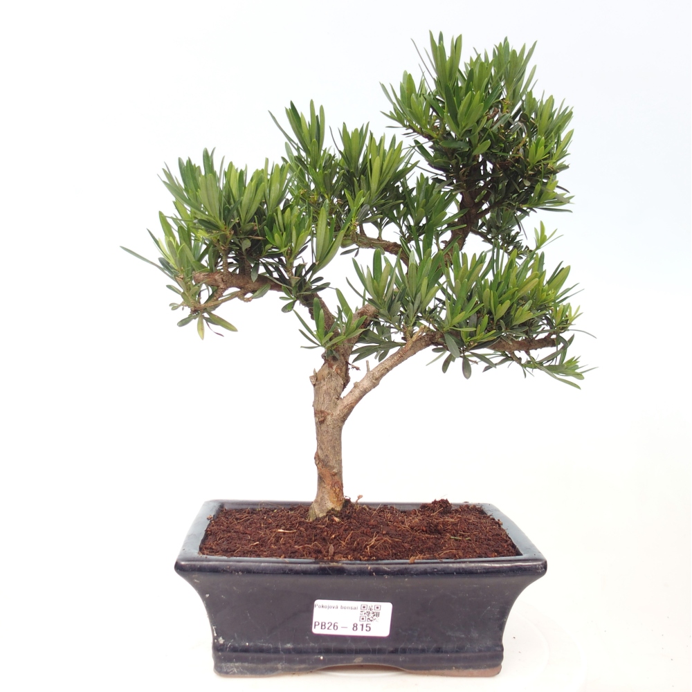 Zimmerbonsai - Podocarpus - Stein-Eibe