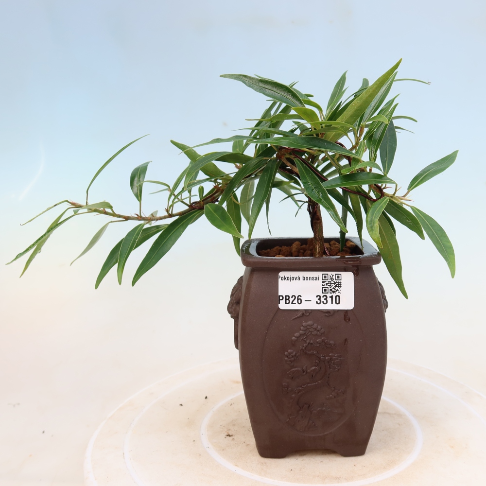 Zimmerbonsai - Ficus nerifolia - Kleinblättriger Ficus