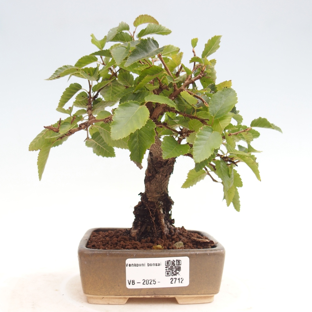 Bonsai für draußen -Carpinus CARPINOIDES - Koreanische Hainbuche