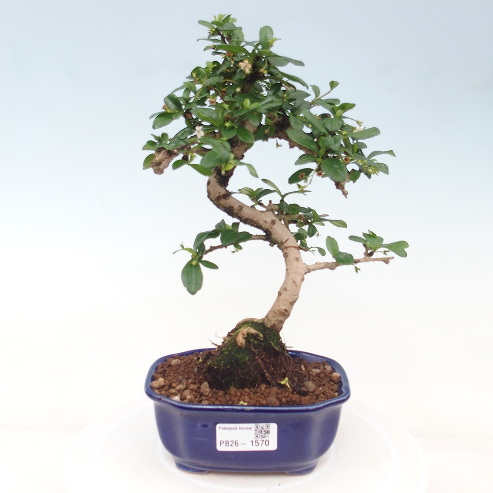 Zimmer-Bonsai - Carmona macrophylla - Tee-Fuki