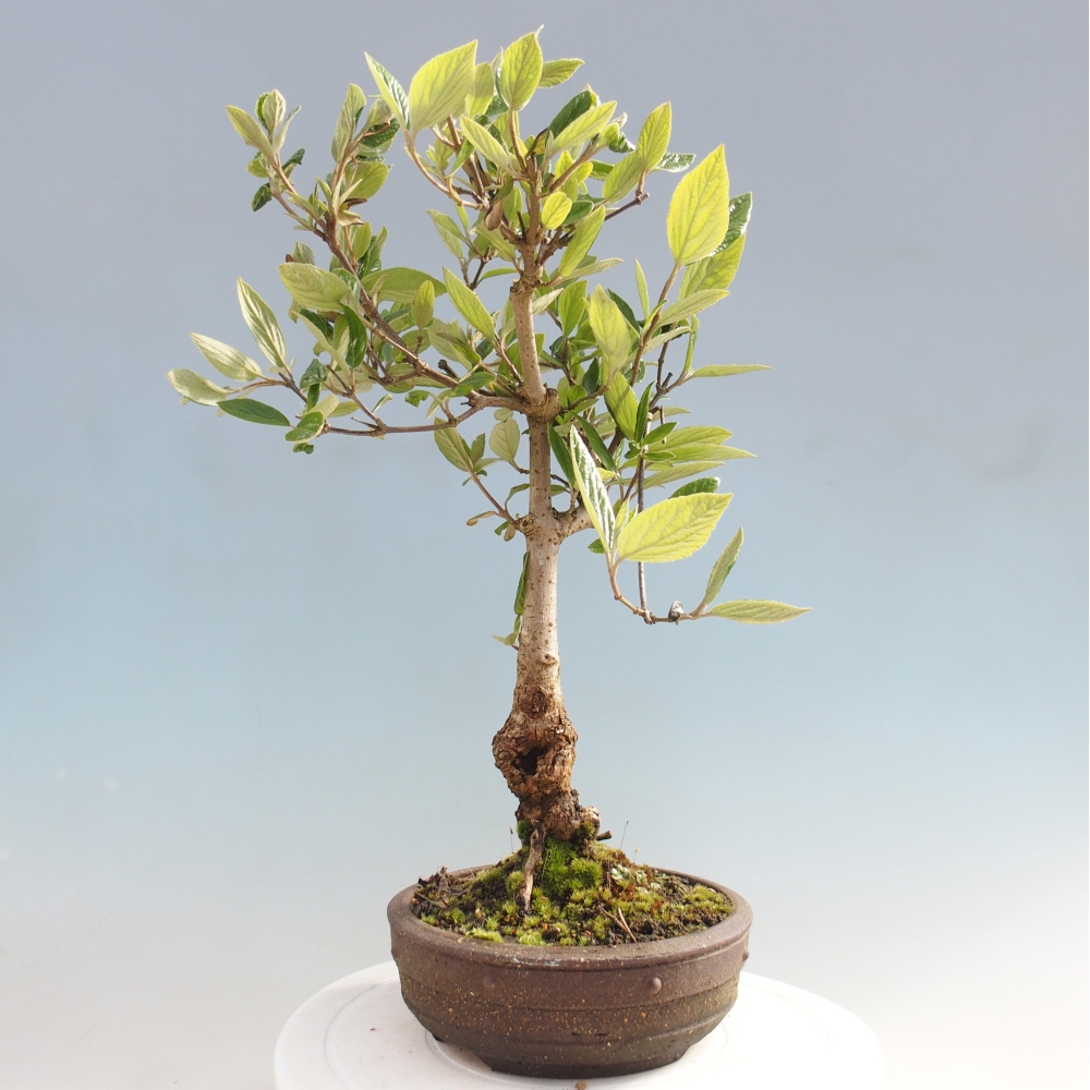 Bonsai für draußen - Kalina Bodnanská - Viburum carlesii hemsi