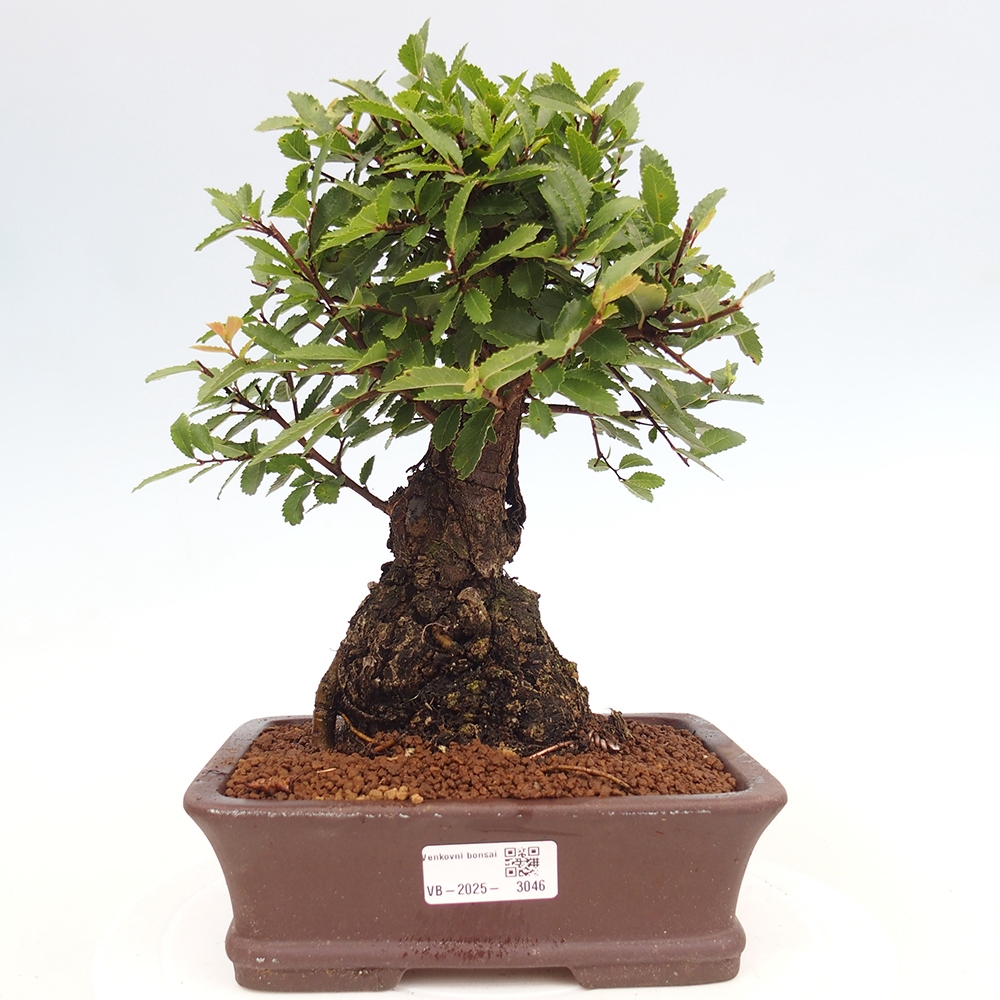Bonsai für draußen - Zelkova - Zelkova NIRE